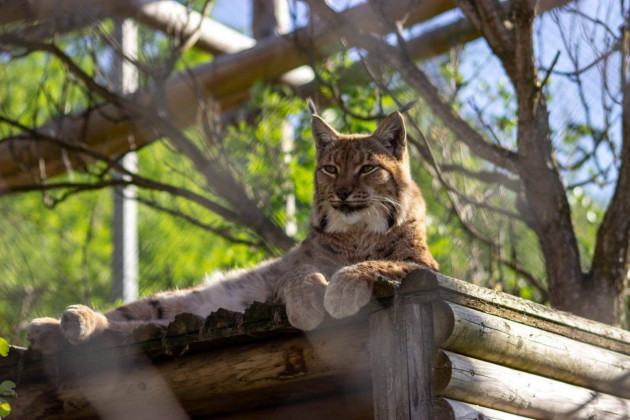I-aţi văzut pe noii locatari de la Zoo Braşov? 
