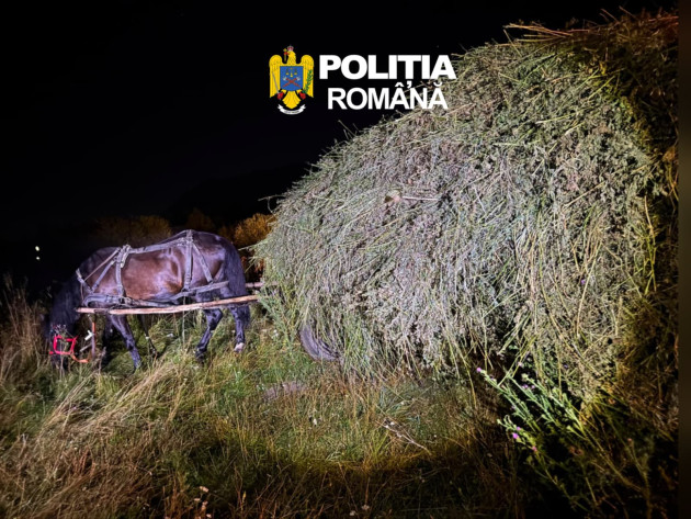 Cărau fân la 3 dimineaţa. Ascundeau de fapt 2 tone de cartofi