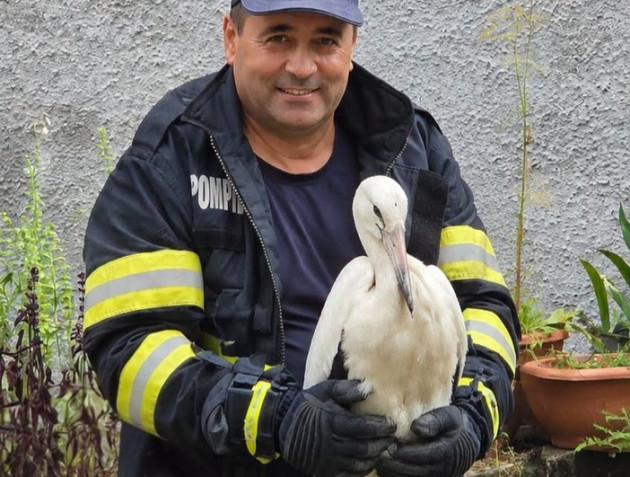 Pui de barză salvat de pe stâlp, la Apața. „Pentru el, o șansă la viață”