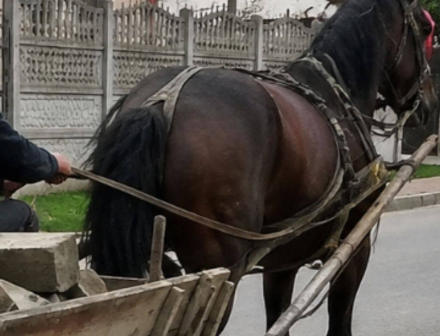 Polițist, și tot te omoară: Prins la furat, a forțat calul să dea peste agentul care încerca să-l oprească