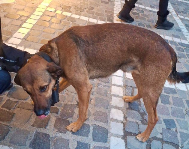 Şi câinii simt canicula. Cum putem să îi ajutăm: Sfaturile unui medic veterinar 