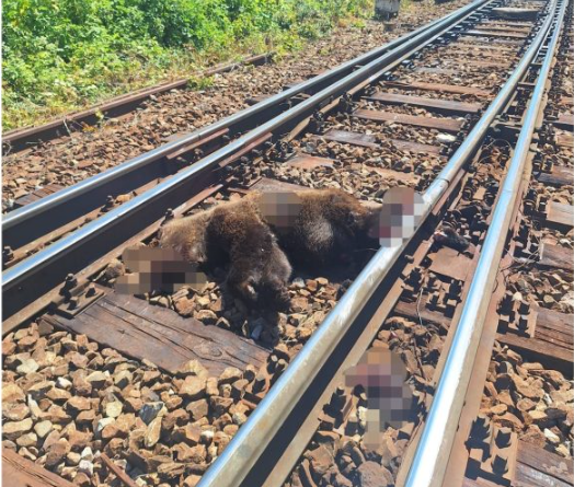 Urs omorât de tren în apropiere de Gara Dârste