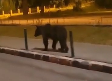 Al 13-lea urs eliminat din din Brașov. Exemplarul a fost împușcat în Poiana Brașov 