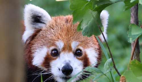 Peggy şi Benji, singurii panda roşu din ţară, sărbătoriţi la Braşov