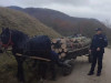 Au alergat căruţaşii prin Dumbrăviţa