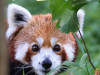 Peggy şi Benji, singurii panda roşu din ţară, sărbătoriţi la Braşov