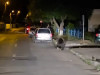 Făgărăşenii din Galaţi, sub alertă de urs  