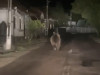 Urs filmat pe strada principală a satului