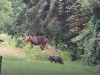 38 de urși „incurabili”, extrași din județul Brașov 