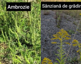 N-a fost ambrozie, au fost sânziene. 92 de reclamații la Brașov, doar 2 confirmate