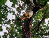 Arbori cu crengi ancorate, în municipiul Braşov