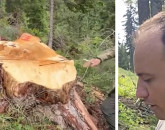 Tăieri suspecte în zona Moieciu. „Se extrag arbori valoroşi, folosind dispozitive asemănătoare celor oficiale”