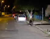 Făgărăşenii din Galaţi, sub alertă de urs  
