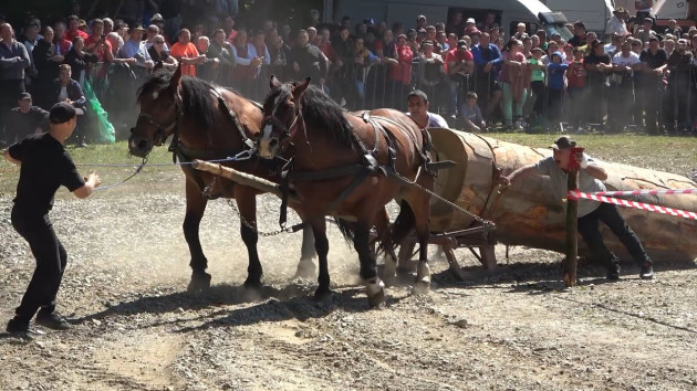 4 - 6 septembrie: Caii fac spectacol la Râșnov. Transport gratuit de la Brașov până la trambulinele olimpice