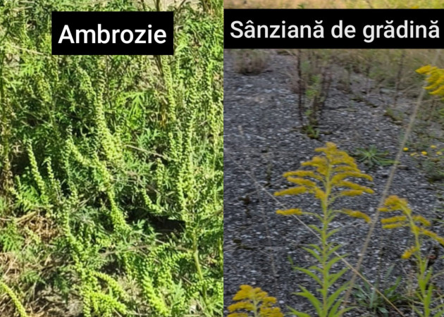 N-a fost ambrozie, au fost sânziene. 92 de reclamații la Brașov, doar 2 confirmate