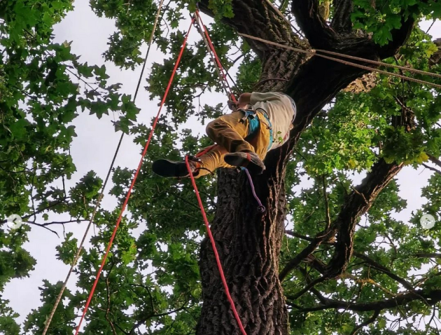 Arbori cu crengi ancorate, în municipiul Braşov