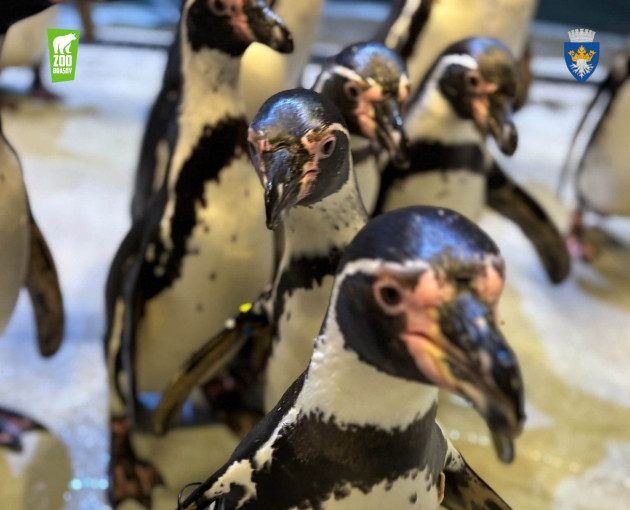 5 momente speciale azi, la Zoo Braşov. Cu foci, lei de mare, pinguini  