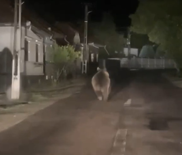 Urs filmat pe strada principală a satului