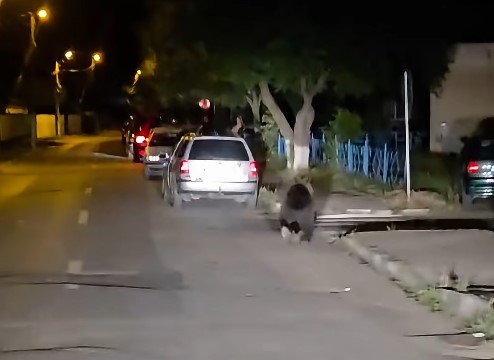 Făgărăşenii din Galaţi, sub alertă de urs  