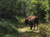 Poze din Zănești: Zimbri „acasă”