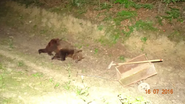 Ursul din Răcădău a atacat din nou. Ministerul Mediului a aprobat recoltarea lui, iar animalul a fost împușcat sâmbătă seara