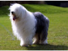 Câinele lui Iacov 