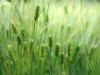Orzul verde