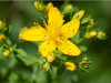 Planta care aduce fericirea