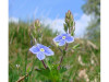 Ventrilica - Veronica officinalis