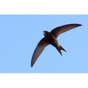 Rândunea uşoară-n zbor
