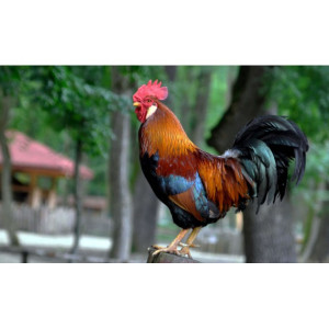 Cocoşelul isteţ (poveste populară africană)
