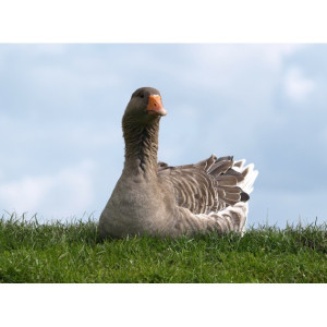 Săracul cel înţelept