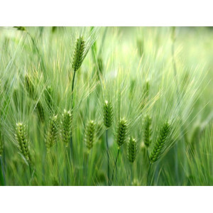 Orzul verde