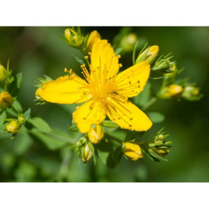 Planta care aduce fericirea