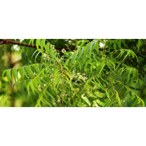Arborele de neem – locul unde se ascunde farmacia naturii